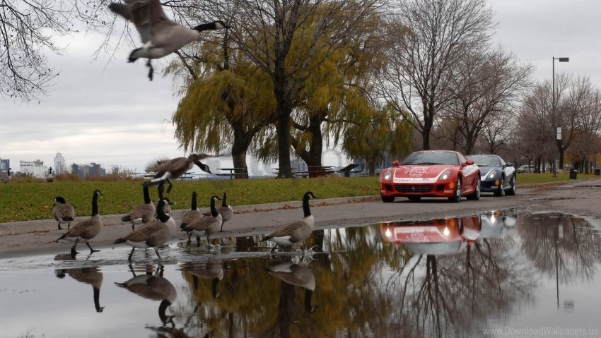 birds cars nature pool road wallpaper Isolated PNG Graphic with Transparency