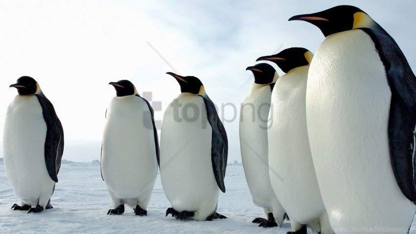 Birds Color Flock Penguins Wallpaper Isolated Object With Transparent Background PNG