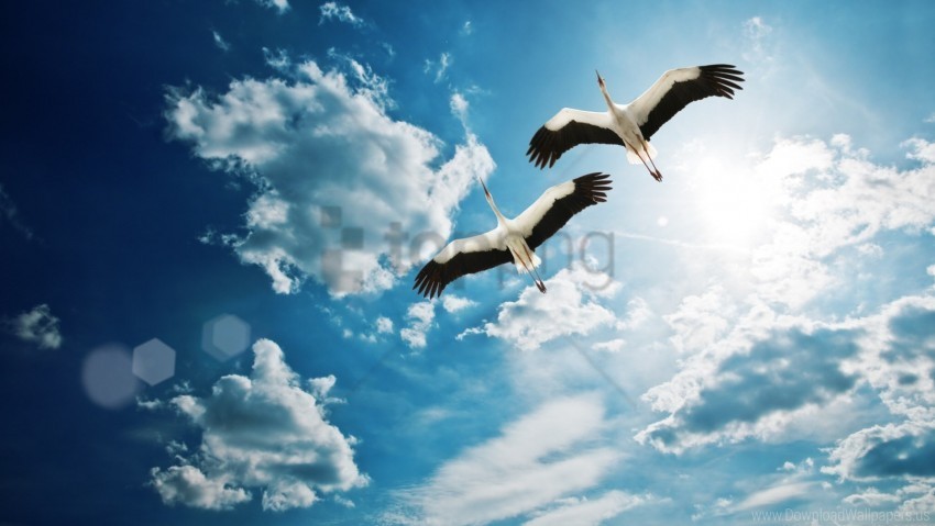 birds cranes flying sky wallpaper PNG images for websites