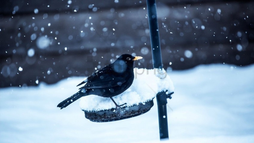birds crow snow winter wallpaper Isolated Icon in Transparent PNG Format