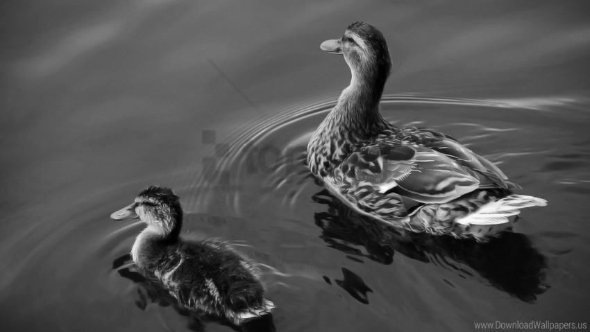 birds ducks family swim water wallpaper PNG transparent images for websites