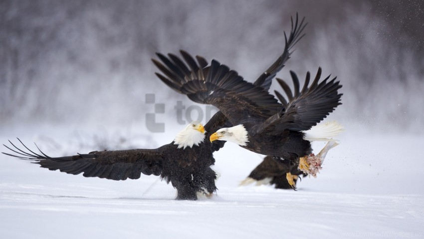 birds eagles fight fighting snow wallpaper Isolated Item with HighResolution Transparent PNG
