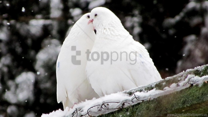 birds feathers pigeons snow wallpaper PNG Graphic Isolated with Clarity