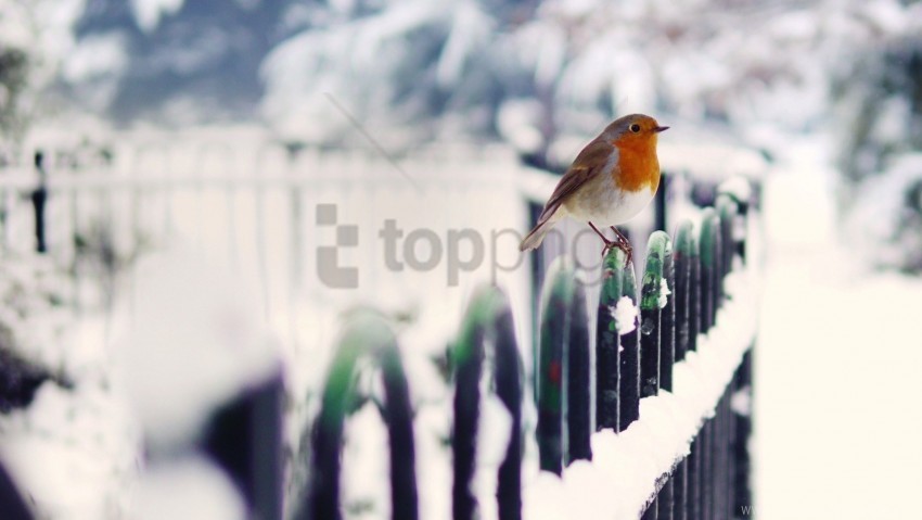 birds fence snow winter wallpaper PNG files with no backdrop wide compilation