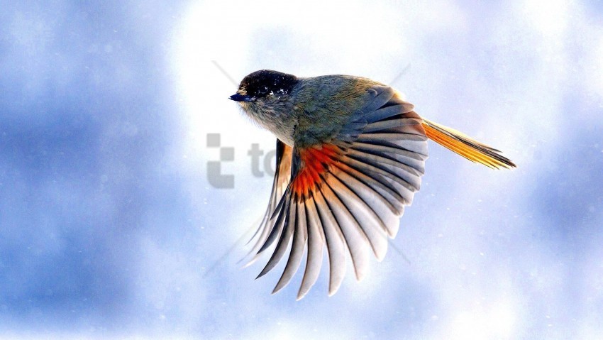 birds flap flying wings wallpaper Transparent PNG photos for projects