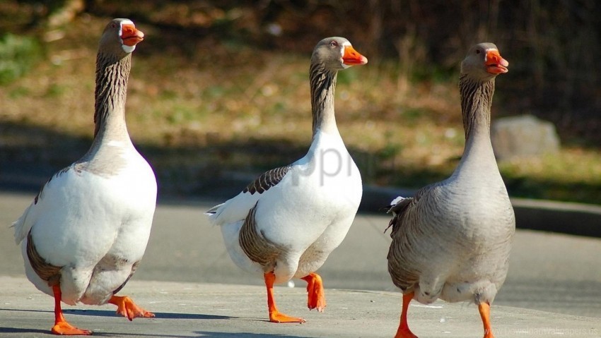 birds geese three walk wings wallpaper Transparent PNG images for graphic design