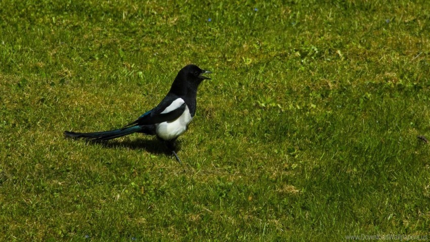 birds grass magpie walk wallpaper Isolated Object on HighQuality Transparent PNG