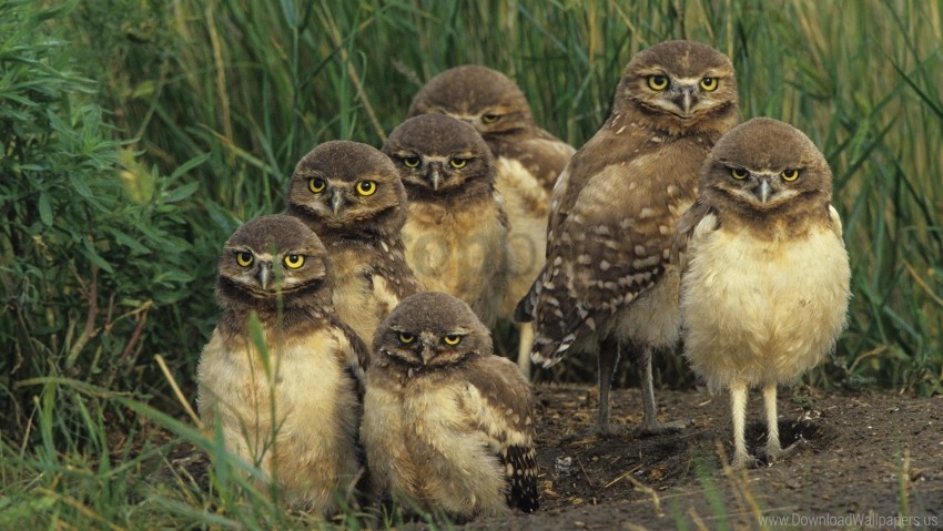 Birds Grass Owls Set Wallpaper PNG With Alpha Channel For Download