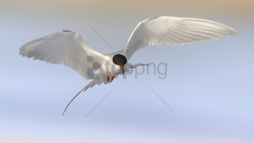 birds gulls sky terns wallpaper Isolated Illustration in Transparent PNG