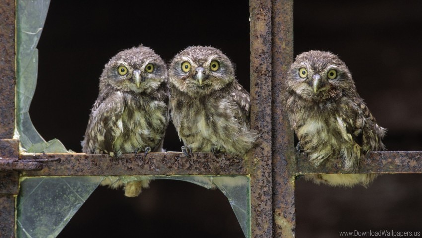 birds little owl sit three wallpaper PNG transparent images mega collection
