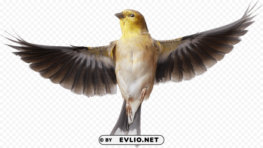 Birds S Transparent PNG Isolation Of Item