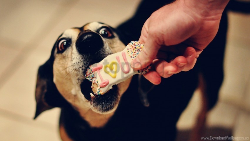 biscuits dog muzzle sweets treats wallpaper PNG transparent pictures for editing