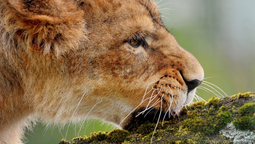 biting cub lion moss muzzle wallpaper PNG images free