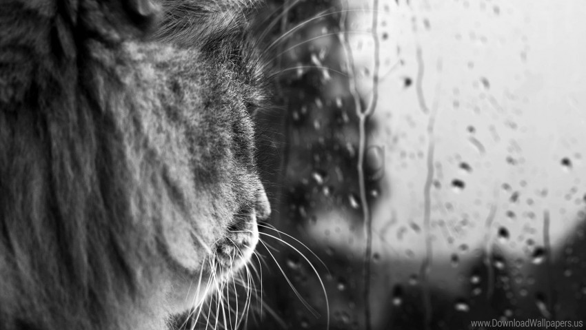 black and white cat drops face glass wallpaper Clean Background Isolated PNG Character