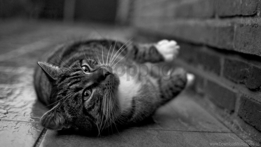 black and white cat feet tabby wallpaper Free PNG images with transparent layers