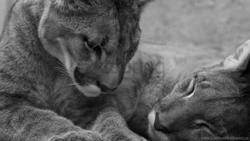 black and white cougars couple predators tenderness wallpaper PNG Isolated Object with Clear Transparency