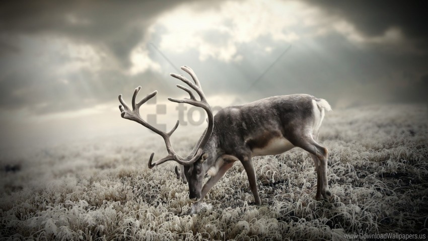 black and white deer nature walking wallpaper Isolated PNG Object with Clear Background