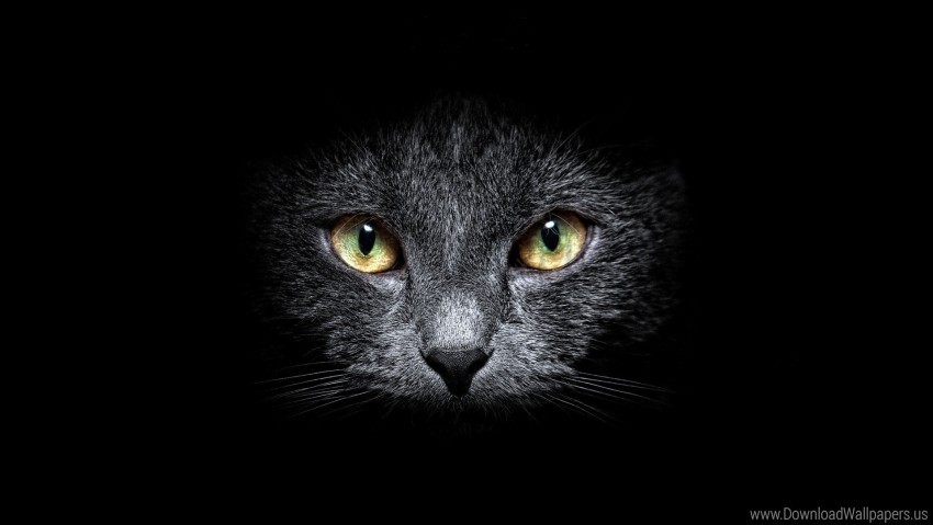black cat eyes muzzle wallpaper HighQuality PNG Isolated on Transparent Background