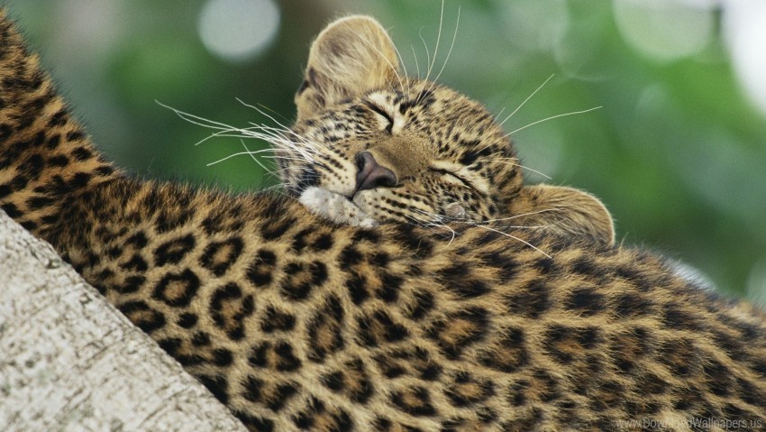 black caring cub leopard wallpaper Isolated Element with Clear PNG Background