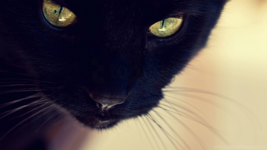 black cat close-up eyes face wallpaper Free download PNG with alpha channel