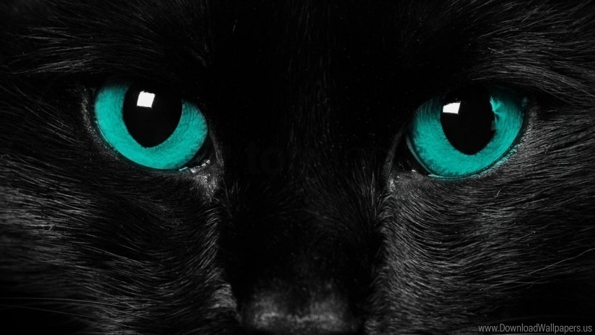 black cat close-up eyes wallpaper PNG design elements