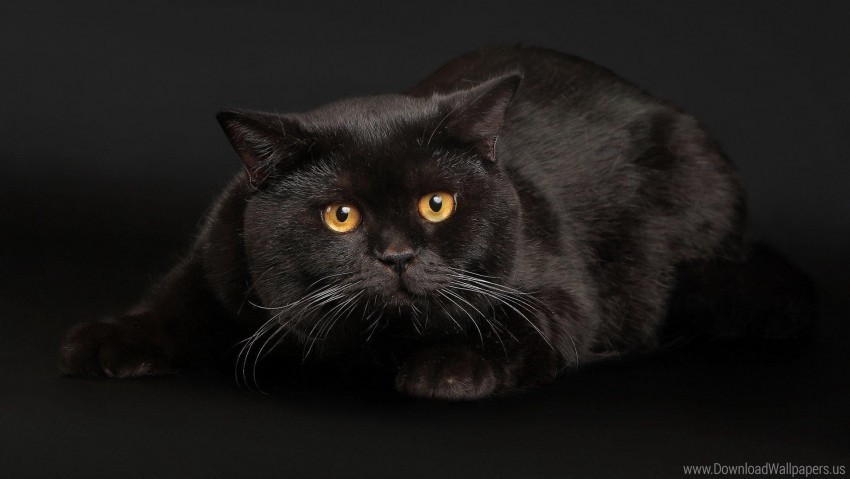 black cat face fright lie wallpaper Transparent PNG images wide assortment