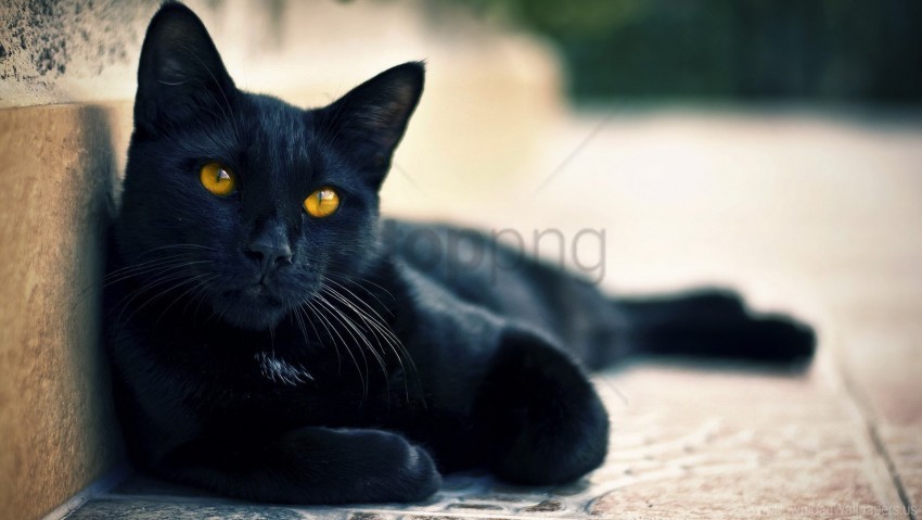 black cat lying rest wallpaper PNG graphics with clear alpha channel selection