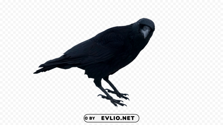 black crow standing PNG files with clear background collection