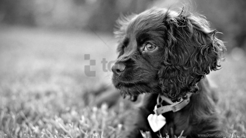 black dog gray puppy wallpaper Isolated Character in Transparent Background PNG