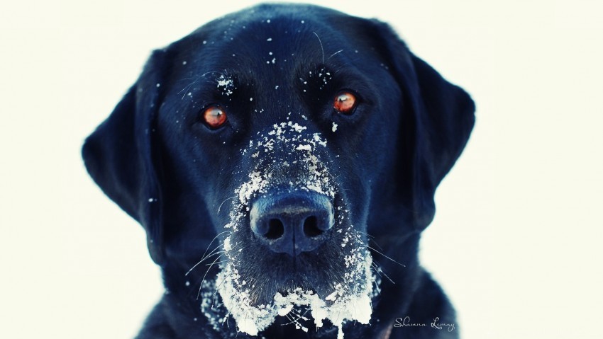 black dog snout snow wallpaper PNG transparent graphics comprehensive assortment