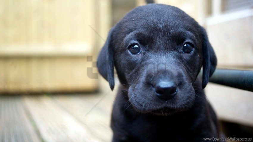 black eyes puppy sadness snout wallpaper PNG images with cutout