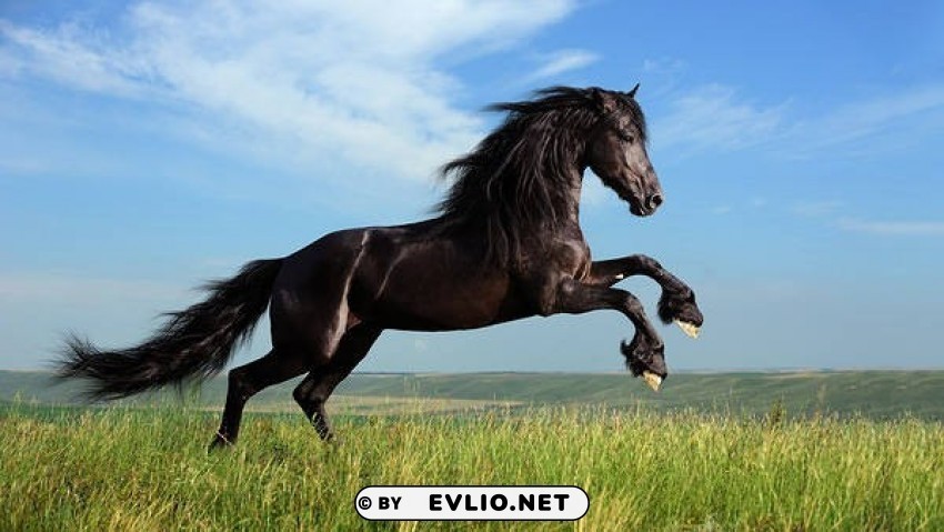 black horse wallpaper Transparent Background PNG Isolated Illustration background best stock photos - Image ID 765bf652