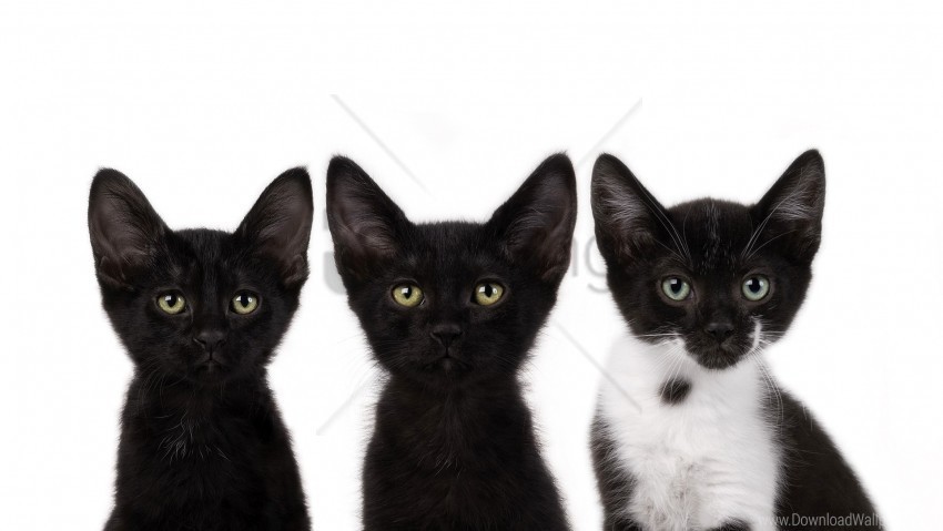 black kids kittens muzzle three wallpaper Transparent background PNG photos