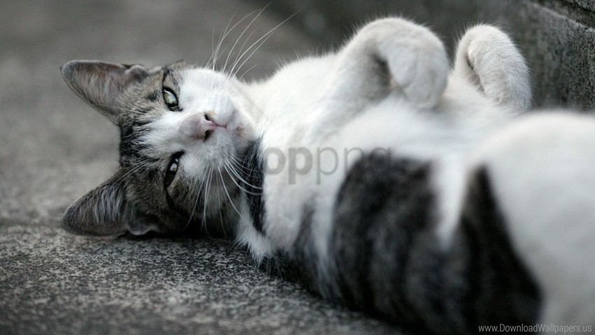 black white cat eyes lying muzzle wallpaper Transparent Background Isolated PNG Design Element