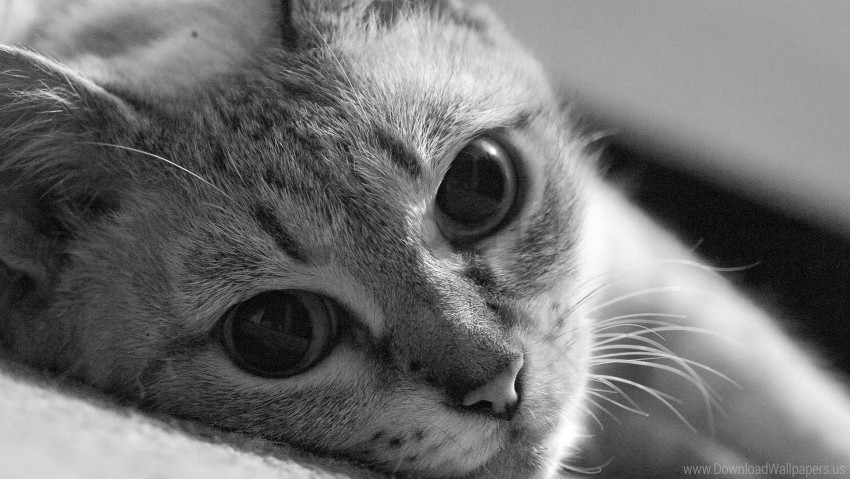 black white cat eyes muzzle wallpaper PNG for social media