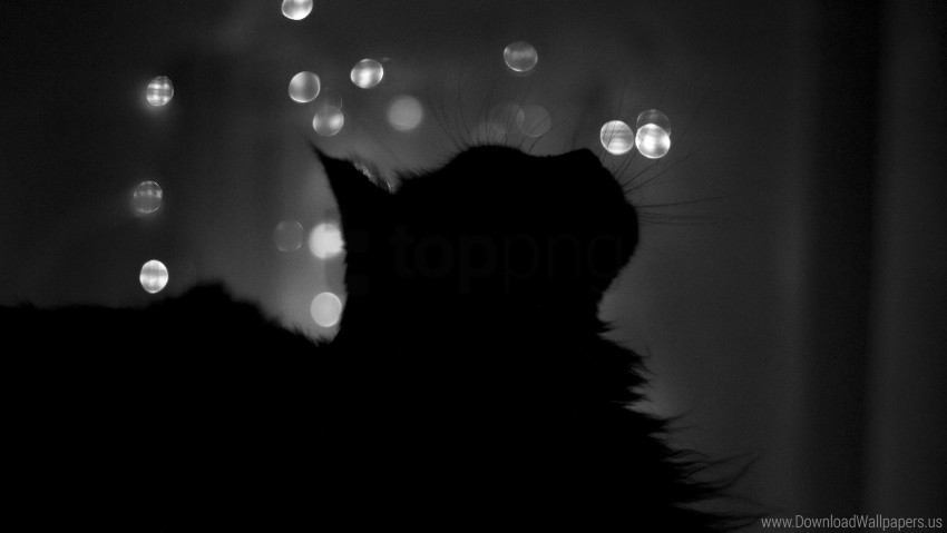 black white cat features highlights shadow wallpaper Isolated PNG Element with Clear Transparency