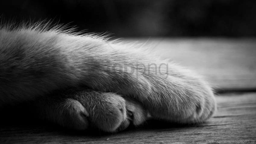 black white cat furry paws shadow wallpaper PNG with Isolated Object