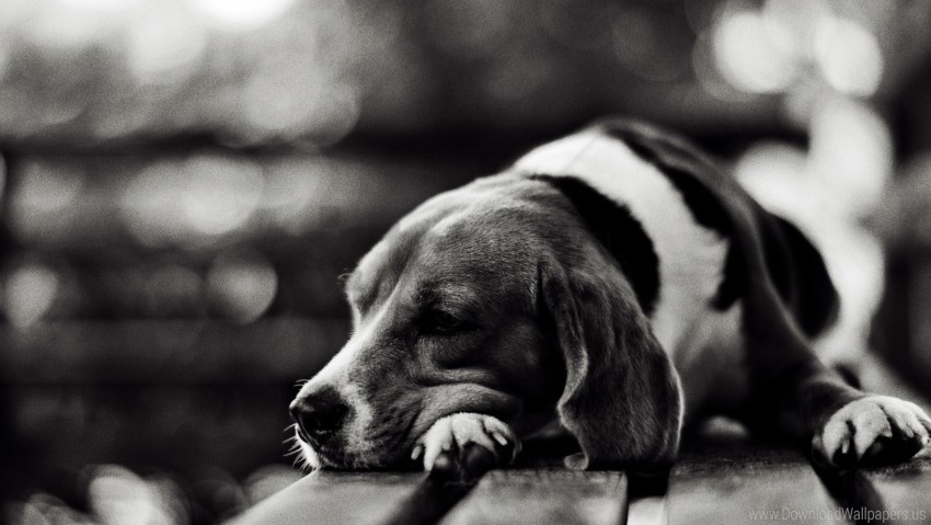 black white dog face lie down sad tired wallpaper Clear pics PNG