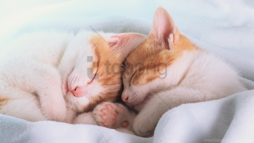 Blanket Dream Ears Feet Kittens Sleep Wallpaper Clear Background PNG Isolated Subject