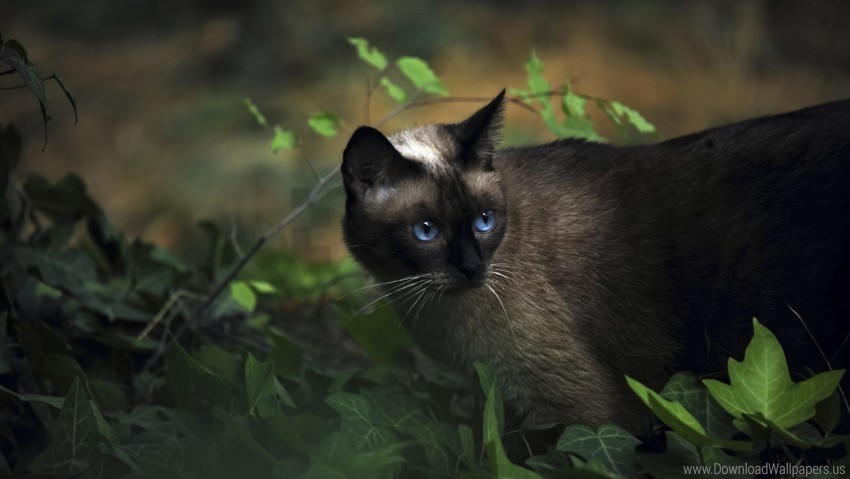 blue cat grass siamese wallpaper PNG images with alpha channel selection