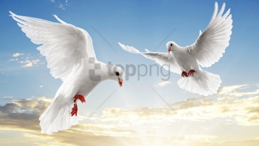 blue doves flight light pair sky white wallpaper Free PNG images with transparent backgrounds