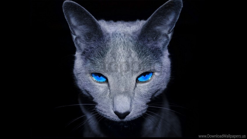 blue-eyed cat dark shadow wallpaper ClearCut Background Isolated PNG Design