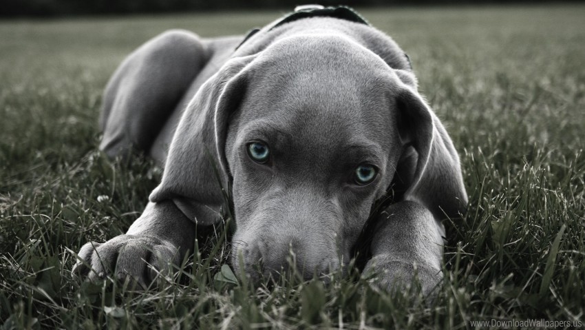 blue-eyed dog grass hiding muzzle wallpaper PNG for business use
