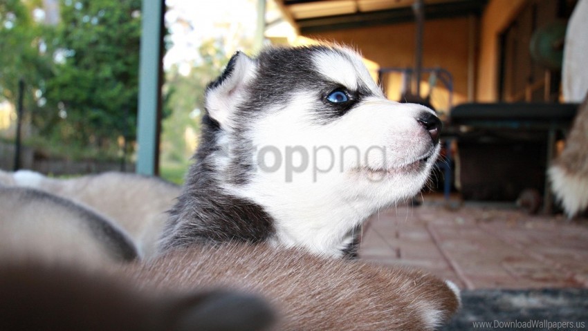 blue-eyed eyes husky muzzle puppy wallpaper HighQuality PNG Isolated on Transparent Background