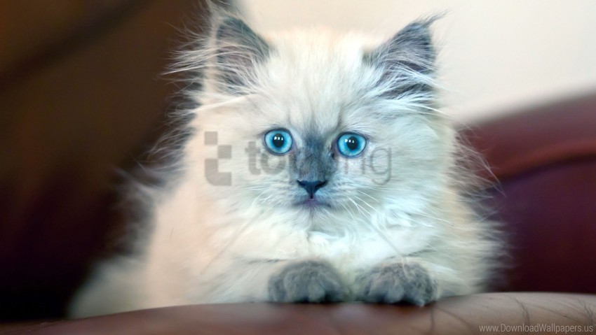 Blue-eyed Fluffy Kitten Wallpaper PNG Files With No Background Free