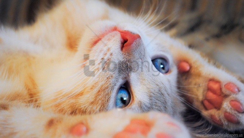 blue eyes cat muzzle paws wallpaper Clear PNG file