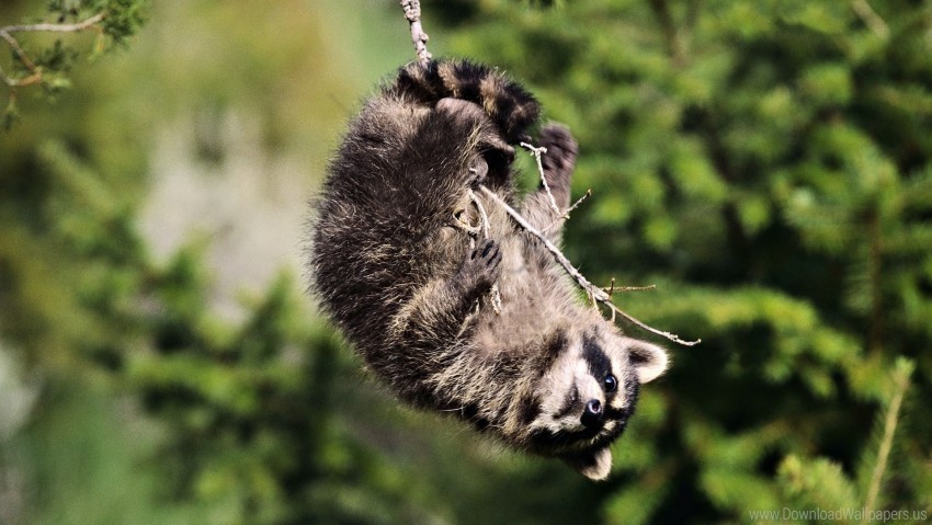 blurred background branch paws raccoon snout wallpaper Transparent pics