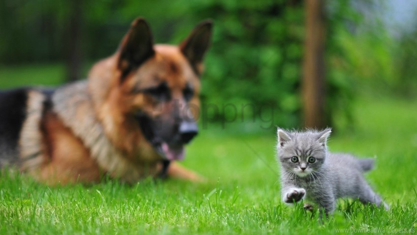 blurring cat dog grass walk wallpaper Isolated Item with Transparent PNG Background