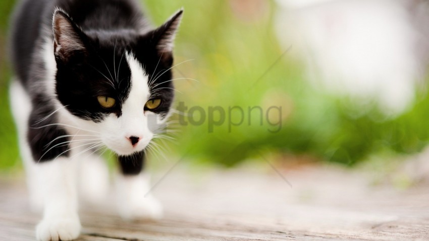 blurring cat muzzle spotted wallpaper PNG Image Isolated on Clear Backdrop
