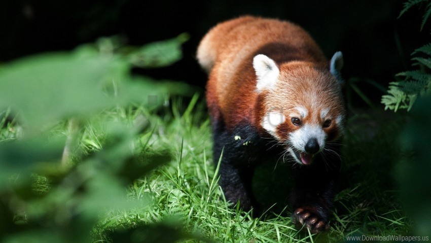 Blurring Climb Grass Red Panda Wallpaper Transparent PNG Isolated Object Design